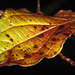 Das herbstliche Blatt hat seinen Platz gefunden :))  The autumnal leaf has found its place :))  La feuille d'automne a trouvé sa place :))