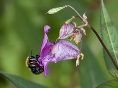 Bumble bee on jump balsam