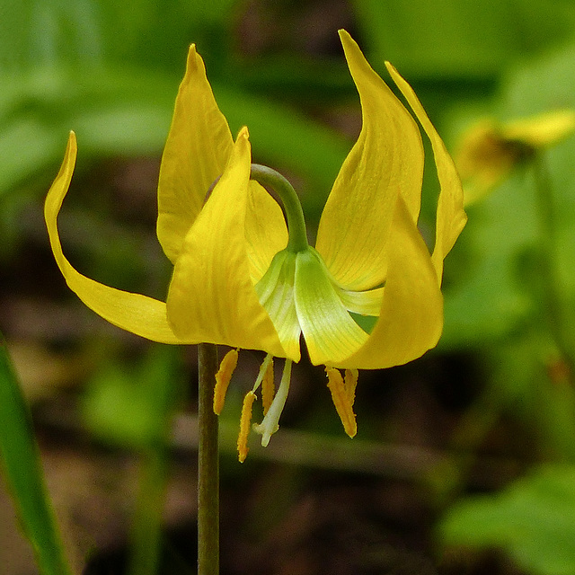 Glacier Lily