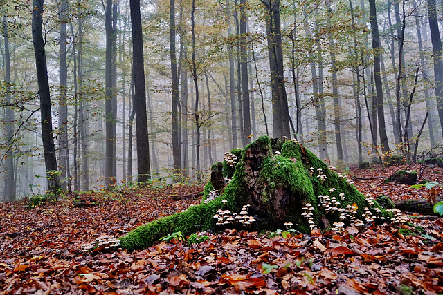 Herbstzeit = Pilzzeit / Autumn time = mushroom season