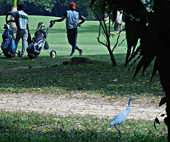 Egret and golf caddies