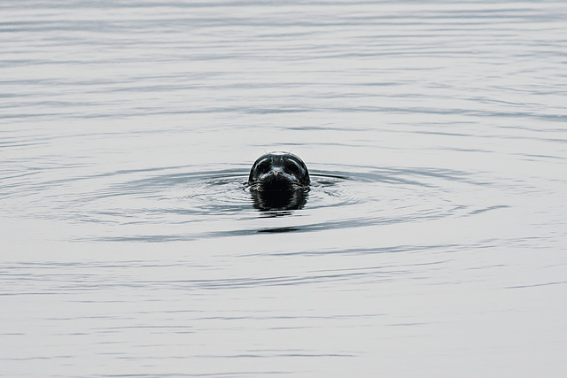 Grey Seal, River Leven, Dumbarton