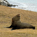 "Leave me alone!" - fur sea lion at Katiki Point