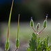 177/366: Red Stem Storksbill Seed Pods (+3 in notes)