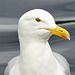 Portrait of a Herring Gull