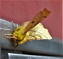 Moth. Canary - Shouldered Thorn