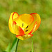 Tulpe am Wegrand