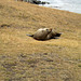 "Hey, who are you?" - sea lion at Katiki Point