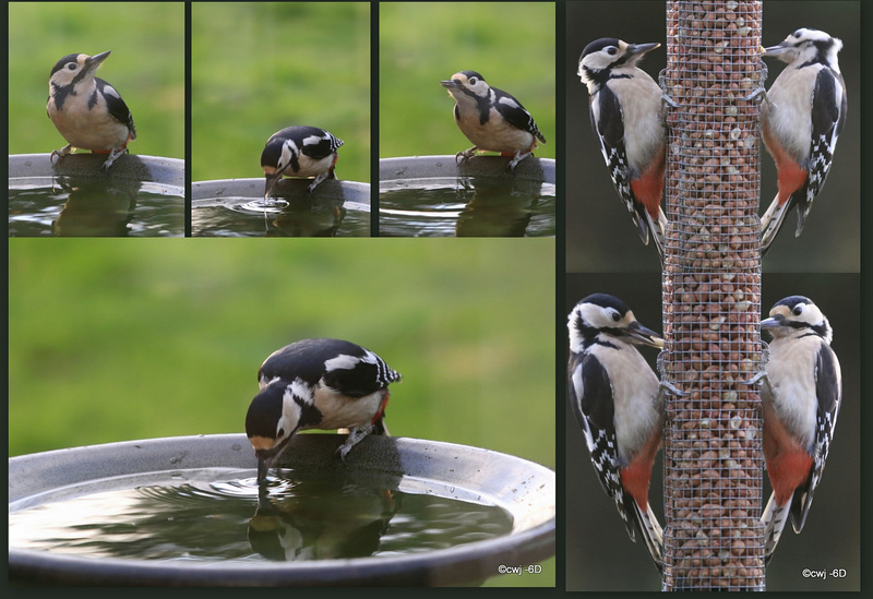 This morning's collage of the Great spotted woodpeckers feeding
