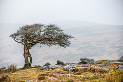 Dartmoor -  20160318