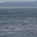 Pacific Grove otters (#1233)