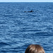 Pilot whale