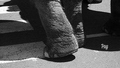 Un elefante en Abbey Road.