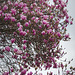 gorgeous Magnolia liliiflora