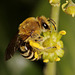 Colletes hederae (The Ivy Bee)