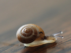 lovely snail