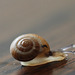 lovely snail