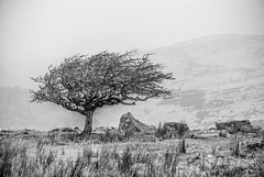 Dartmoor -  20160318