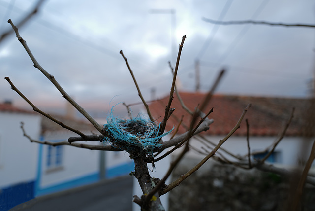 Blue rope also suits birds ! Penedos HWWalls behind...