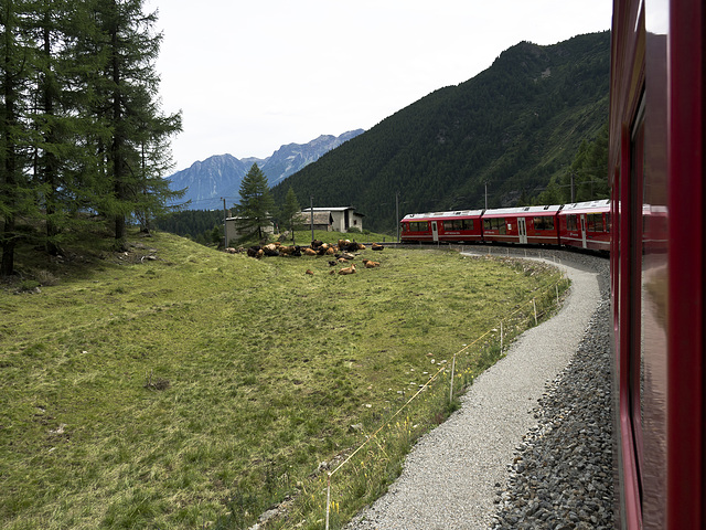 Bernina Red Train - Cows grazing, Switzerland