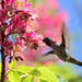 Anna's Hummingbird at Red Horse Chestnut Tree