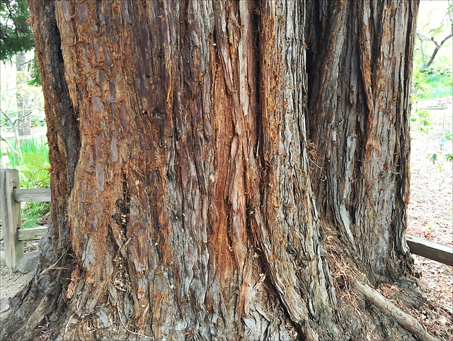 Costal Redwood