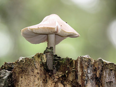 Mushroom growing on top of a tall tree stump