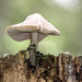 Mushroom growing on top of a tall tree stump