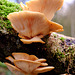 Fungi on the Sett Valley Trail