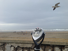Seagull Viewing
