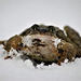 Common Toad in the snow.