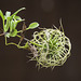 A Clematis seed head