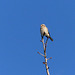 Northern Shrike / Lanius excubitor