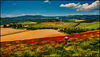 Among the Poppy Field