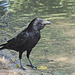 Greedy Crow