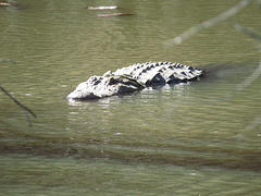 Alligator #1