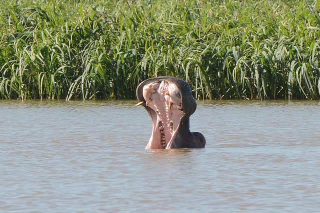 Ethiopia, Tana Lake, Hippopotamus Has Opened Its Jaws