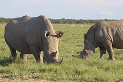 Pair of White Rhinos