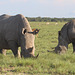 Pair of White Rhinos