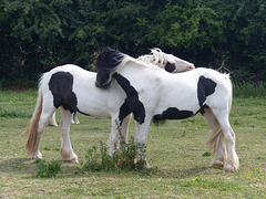 Hatton Cross Horses (3) - 6 June 2015