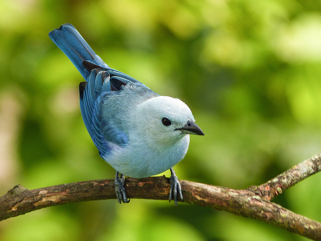 Blue-gray Tanager, Asa Wright Nature Centre, Trinidad