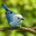 Blue-gray Tanager, Asa Wright Nature Centre, Trinidad