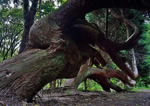 Zwei alte gebeugte Giganten - Two old bent Tree Giants