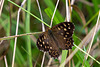 Speckled Wood-DSZ6224