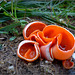 Orange Peel Fungus ~ Grote oranje bekerzwam (Aleuria aurantia)...