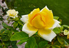 Yellow rose, second showing.