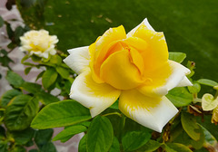 Yellow rose, second showing.