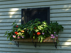 Window box at Reader Rock Garden
