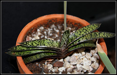 Gasteria bicolor liliputana (4)