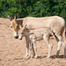Onager and foal